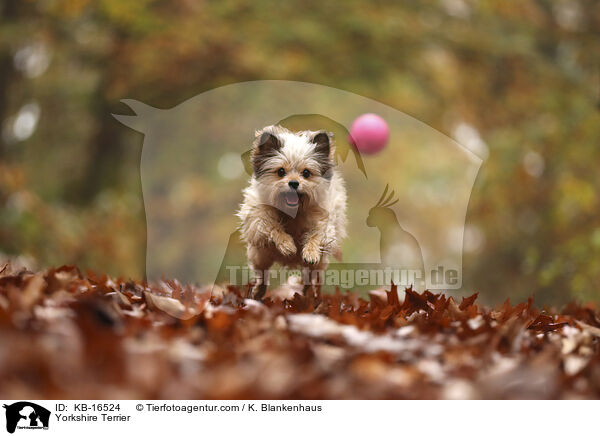 Yorkshire Terrier / Yorkshire Terrier / KB-16524