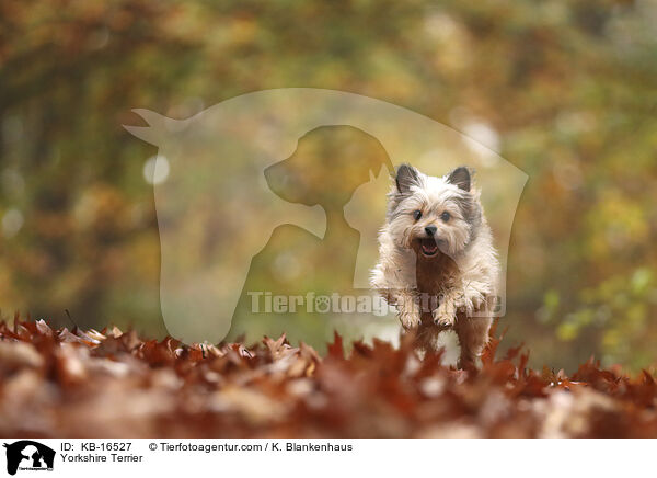 Yorkshire Terrier / Yorkshire Terrier / KB-16527