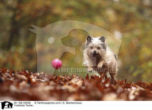 Yorkshire Terrier / Yorkshire Terrier / KB-16528