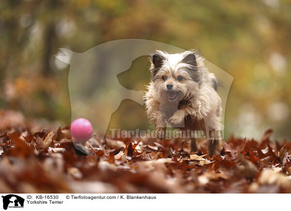 Yorkshire Terrier / Yorkshire Terrier / KB-16530