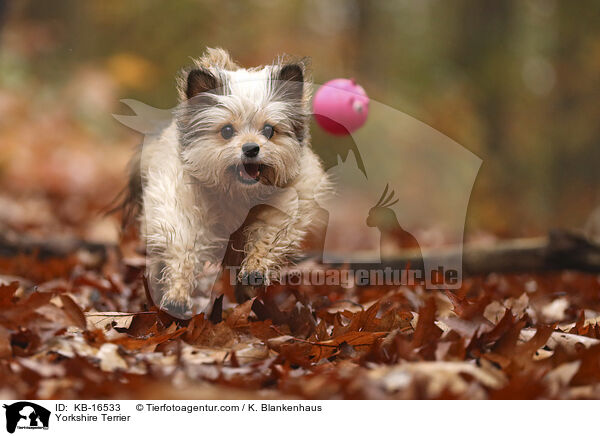 Yorkshire Terrier / Yorkshire Terrier / KB-16533