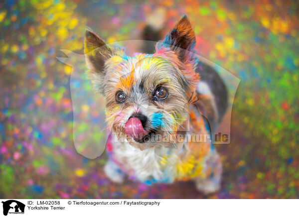 Yorkshire Terrier / Yorkshire Terrier / LM-02058