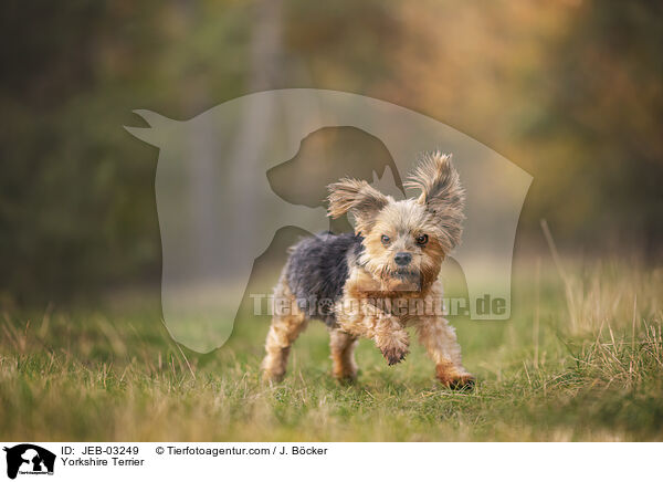 Yorkshire Terrier / Yorkshire Terrier / JEB-03249