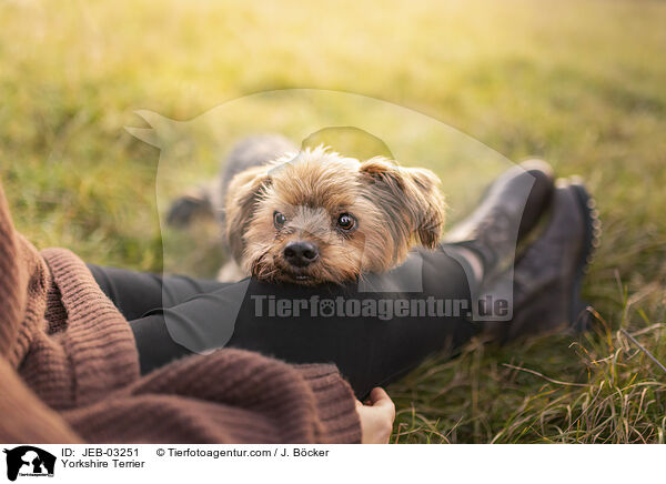 Yorkshire Terrier / Yorkshire Terrier / JEB-03251