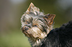 Mini Yorkshire Terrier