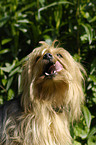 Yorkshire Terrier Portrait