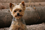 Yorkshire Terrier Portrait