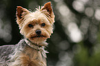 Yorkshire Terrier Portrait