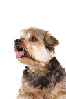 Yorkshire Terrier Portrait