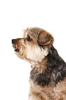 Yorkshire Terrier Portrait