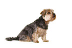 sitting Yorkshire Terrier