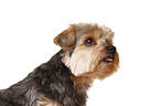 Yorkshire Terrier Portrait