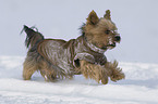 running Yorkshire Terrier