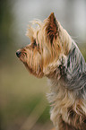 Yorkshire Terrier Portrait