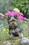 sitting Yorkshire Terrier