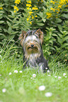 sitting Yorkshire Terrier