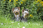 sitting Yorkshire Terrier