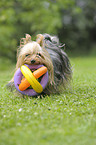 playing Yorkshire Terrier