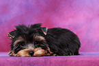 Yorkshire Terrier Puppy