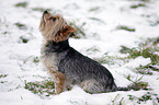 sitting Yorkshire Terrier