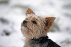 Yorkshire Terrier Portrait