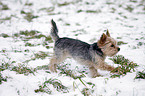 running Yorkshire Terrier