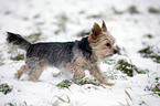 walking Yorkshire Terrier