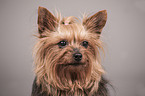 Yorkshire Terrier Portrait