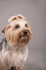 Yorkshire Terrier Portrait