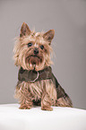 sitting Yorkshire Terrier