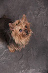 sitting Yorkshire Terrier