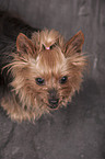 Yorkshire Terrier Portrait