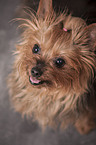 Yorkshire Terrier Portrait