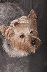 sitting Yorkshire Terrier