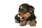 lying Yorkshire Terrier Puppy