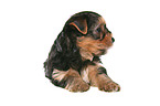 lying Yorkshire Terrier Puppy