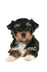 lying Yorkshire Terrier Puppy