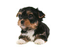 lying Yorkshire Terrier Puppy