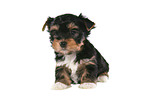 sitting Yorkshire Terrier Puppy