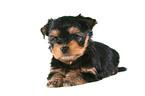 lying Yorkshire Terrier Puppy