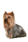 sitting Yorkshire Terrier