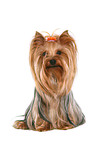 sitting Yorkshire Terrier