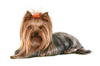 lying Yorkshire Terrier