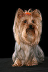 sitting Yorkshire Terrier