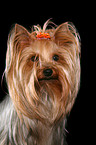 Yorkshire Terrier Portrait