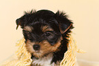 Yorkshire Terrier Puppy