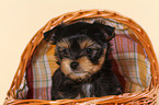 Yorkshire Terrier Puppy