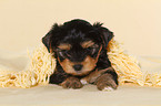 Yorkshire Terrier Puppy