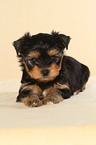 Yorkshire Terrier Puppy