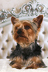 lying Yorkshire Terrier